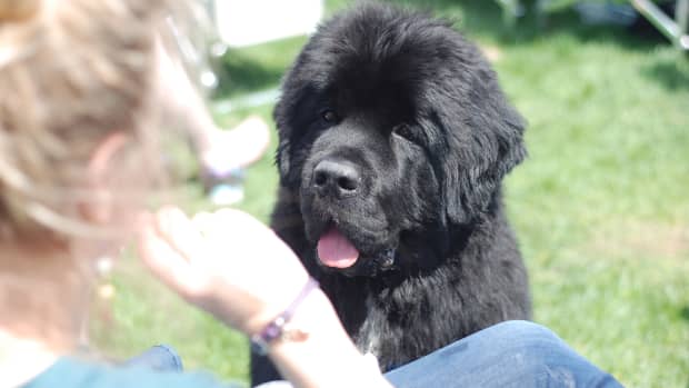 your-well-mannered-newfoundland