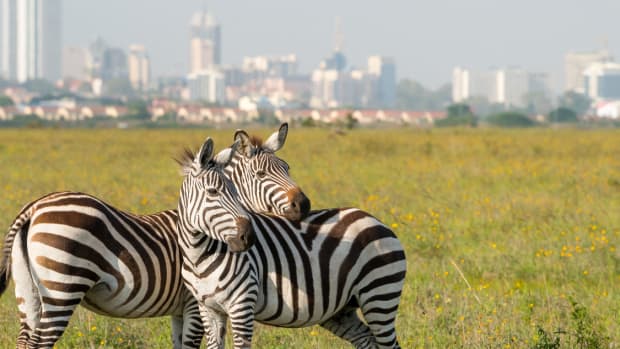 best-tourist-attractions-in-kenya
