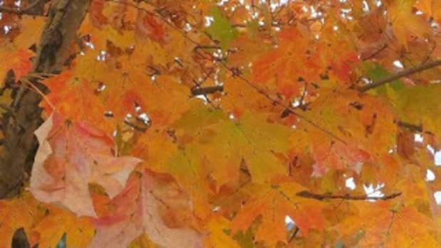 autumn-colors-spreading-across-america