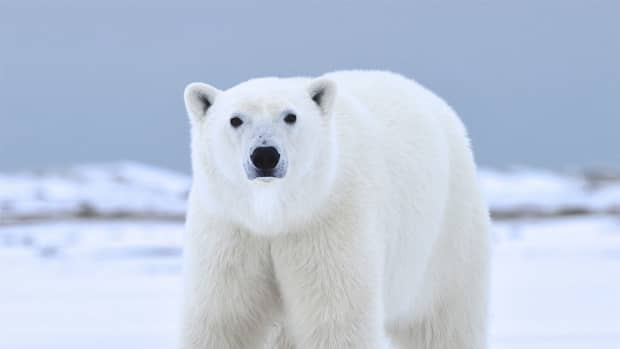 polar-bears-are-losing-their-homes