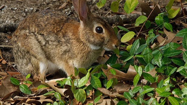 wildlife-in-the-backyard-rabbits