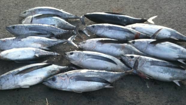 tuna-fishing-lures