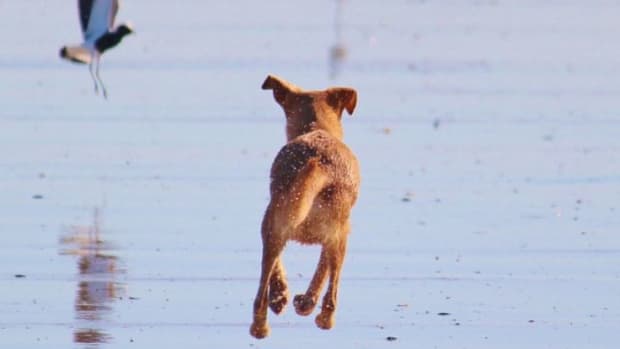 How to Walk a Dog With a High Prey Drive (12 Tips for More Pleasant  Strolls) - PetHelpful