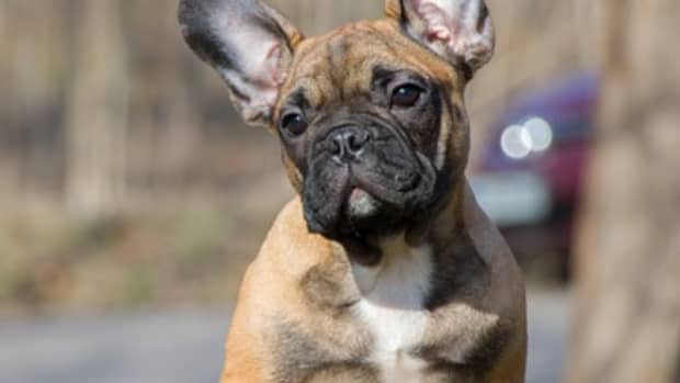 550-french-bulldog-names-with-definitions