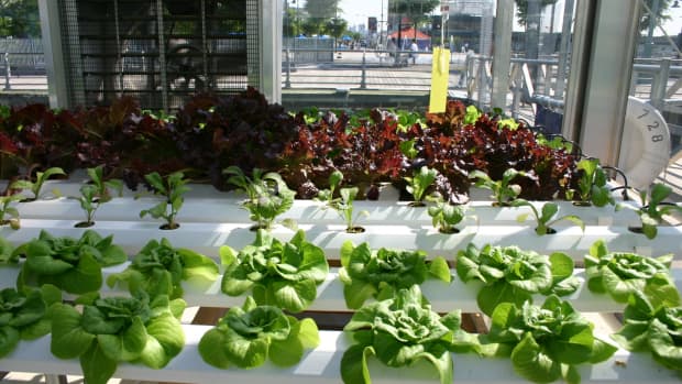 the-indoor-hydroponic-garden-for-urban-living