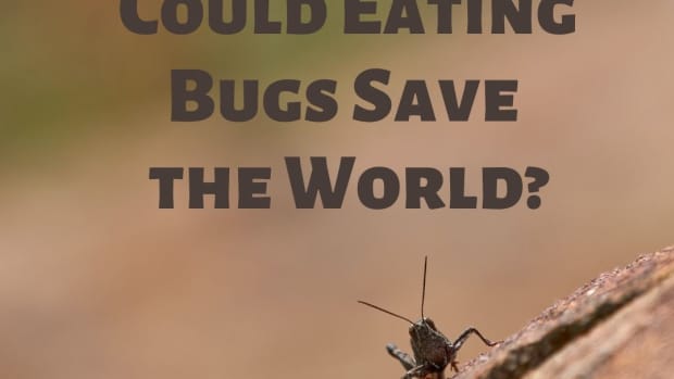 could-eating-bugs-save-the-world