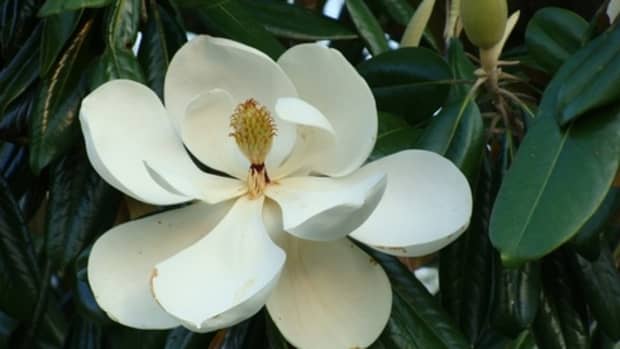 when-magnolias-bloom