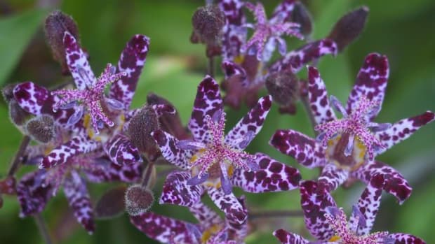 how-to-grow-toad-lilies-for-fall-color