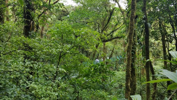 costa-rica-adventure-exploring-monteverde-the-cloud-forest