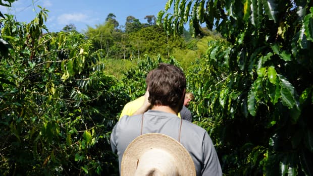 touring-a-coffee-farm-in-columbia