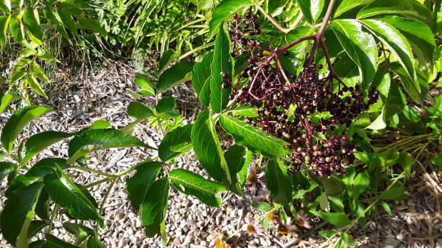 propagating-elderberry