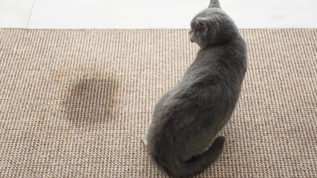 you-should-read-this-if-you-cat-urinatesdefecates-outside-the-litter-tray