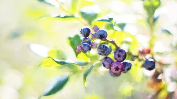 how-to-grow-blueberries-in-the-south