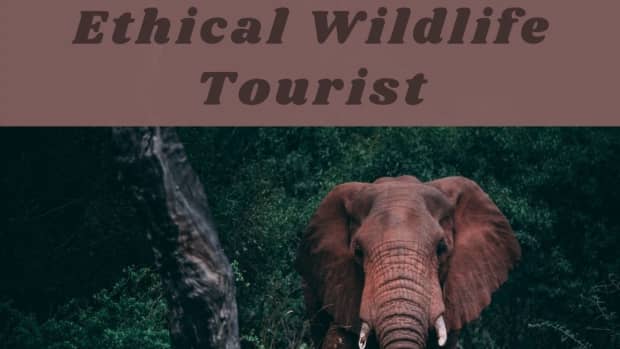 how-to-be-an-ethical-wildlife-tourist