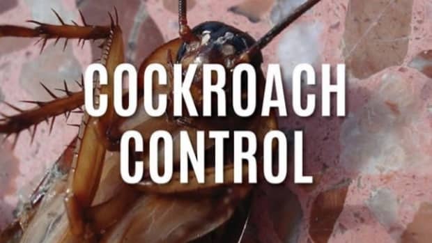 how-to-get-rid-of-roaches-how-to-kill-cockroaches-and-stop-an-infestation