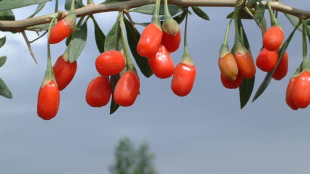 goji-berries-or-wolfberries-facts-nutritional-health-benefits-and-some-side-effects