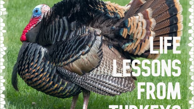 lessons-learned-from-turkeys-how-to-live-your-best-life
