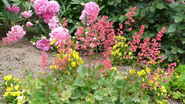 how-to-grow-coral-bells-heuchera-a-native-plant-for-shade