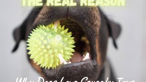 the-real-reason-dogs-go-crazy-for-squeaky-toys