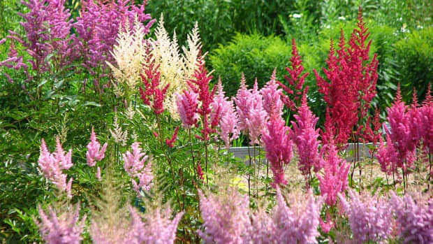 how-to-grow-astilbe-in-a-shade-garden
