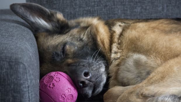 7 Best, Toughest Dog Toys for Bullies and Other Hard Chewers - PetHelpful