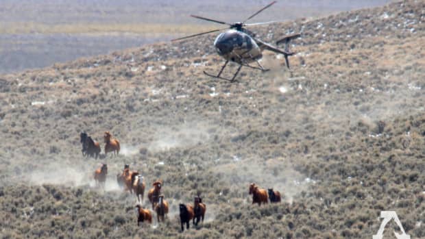 a-possible-end-to-the-rein-of-terror-for-wild-horses-and-burros