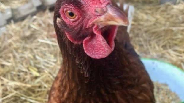 why-your-chickens-do-not-need-a-heat-lamp
