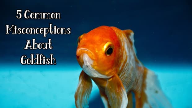 common-misconceptions-about-goldfish