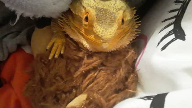 5-things-you-should-know-about-brumation-in-bearded-dragons