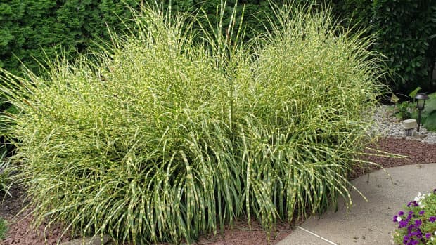how-to-grow-zebra-grass-an-ornamental-grass