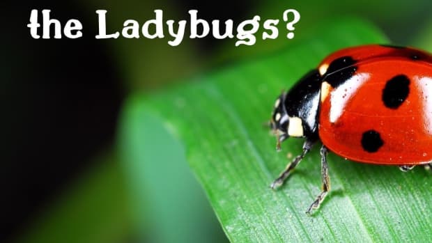 where-have-all-the-ladybugs-gone