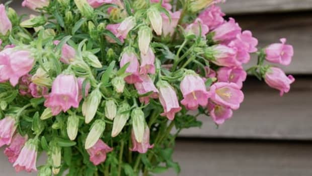 how-to-grow-canterbury-bells-a-cottage-garden-favorite
