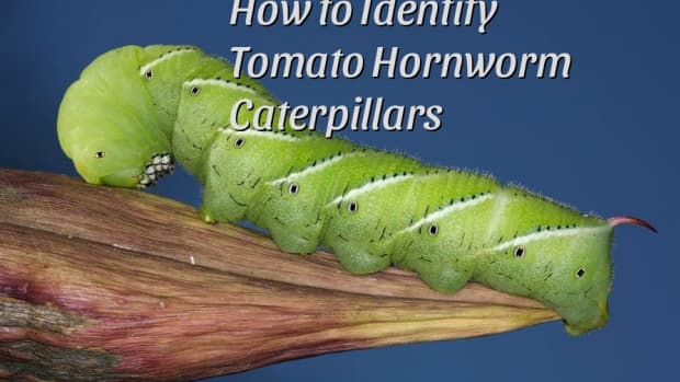 identify-those-caterpillars-eating-your-tomatoes