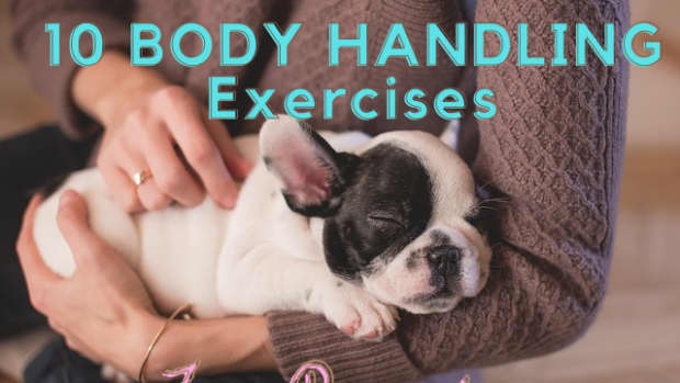 body-handling-exercises-for-puppies