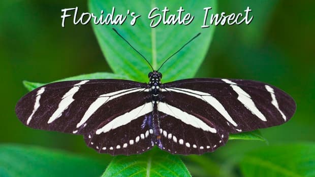 state-insect-of-florida