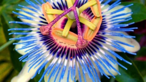 how-passionflower-maintains-ecology-and-cures-health-issues