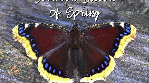 a-guide-to-common-insects-of-spring