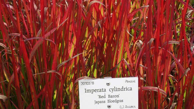 how-to-grow-japanese-blood-grass-a-colorful-ornamental-grass