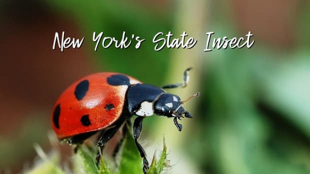 - 昆虫 - 纽约
