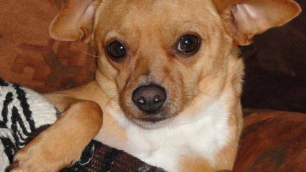 chihuahuas-care-and-maintenance-of-the-smallest-and-oldest-breed-of-dogs