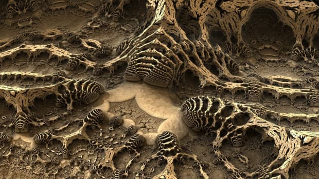 6-really-strange-things-that-fossilized