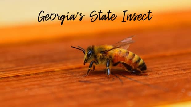 state-insect-of-georgia