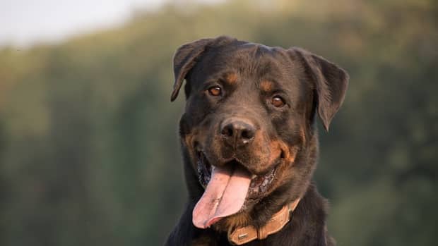 are-rottweilers-territorial-dogs