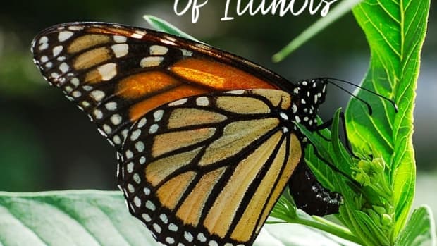 state-insect-of-illinois