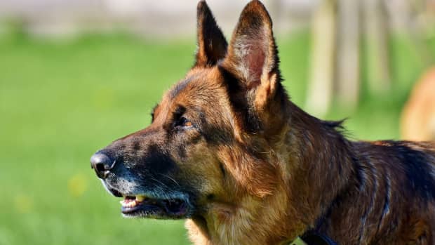 the-best-leashes-collars-for-german-shepherds