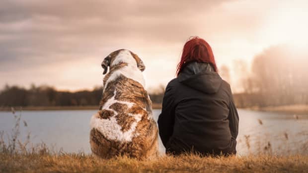 how-to-know-if-my-senior-dog-has-sundowners-syndrome