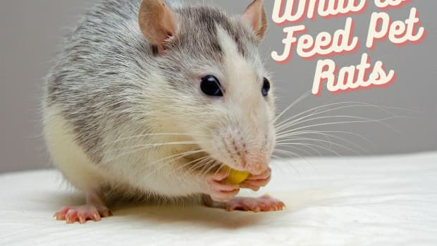 the-best-foods-for-your-pet-rat