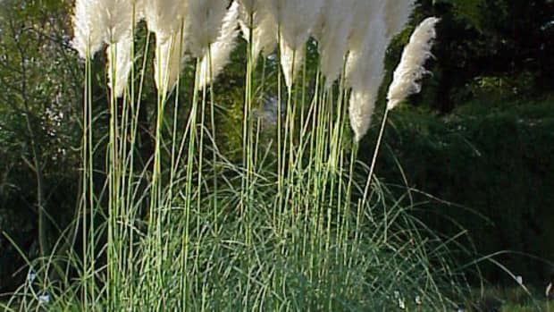 how-to-grow-pampas-grass-an-ornamental-grass
