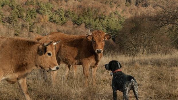 how-to-stop-a-dog-from-chasing-cows