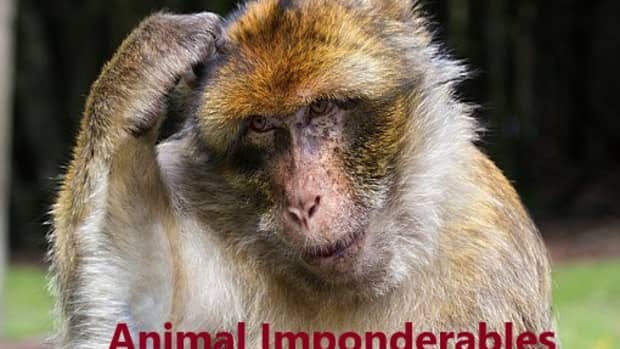 funny-imponderables-about-animals